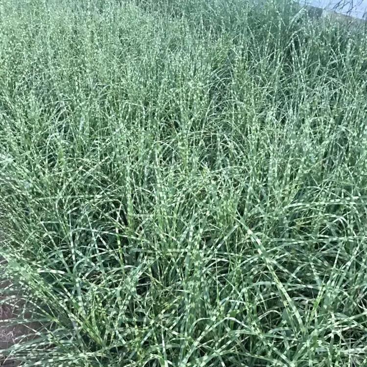 观赏草斑叶芒斑叶芒求购斑叶芒价格走势图