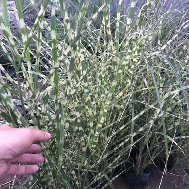 斑叶芒价格规格斑叶芒