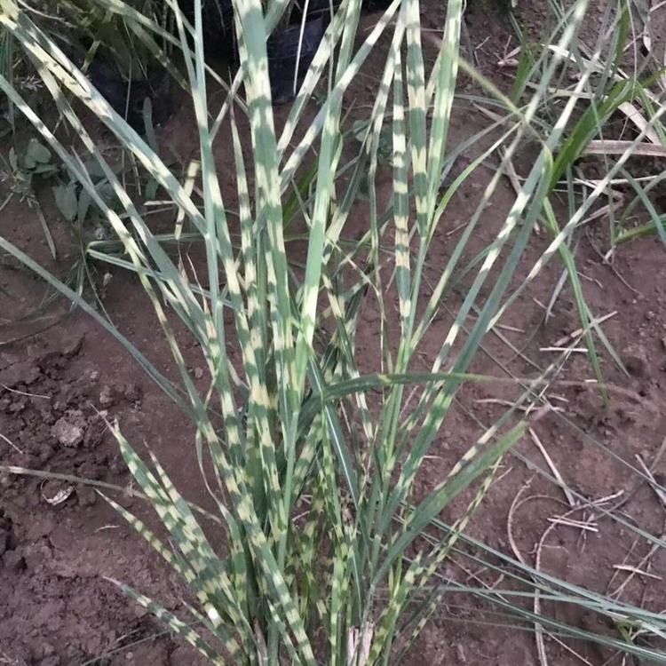 观赏草斑叶芒斑叶芒多少钱斑叶芒价格走势