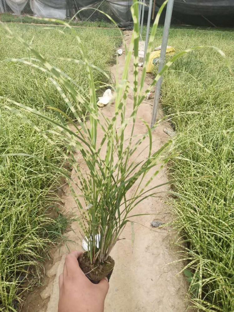 观赏草斑叶芒斑叶芒报价斑叶芒价格规格