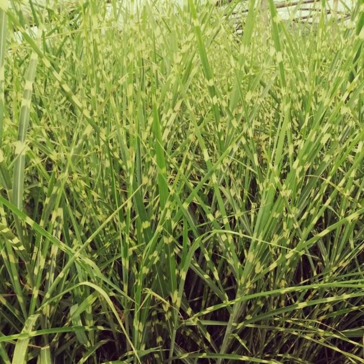 斑叶芒批发斑叶芒价格走势