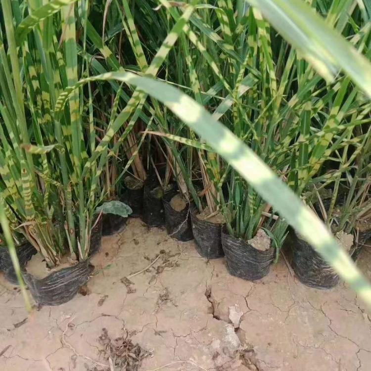 斑叶芒杯苗价格斑叶芒批发基地