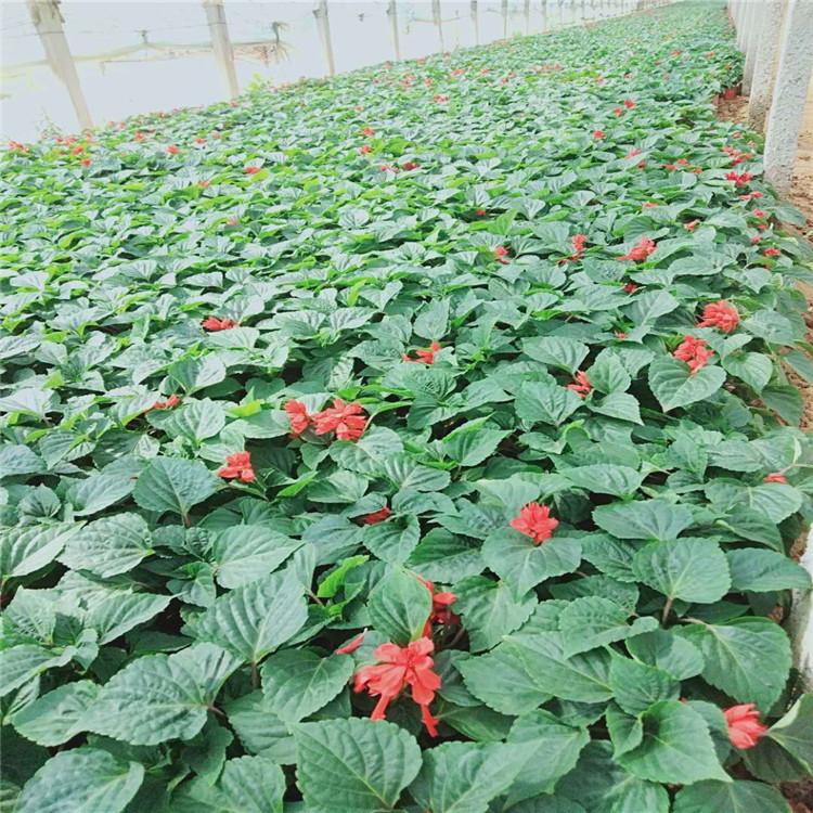 草花一串红销售 启景花卉出售一串红