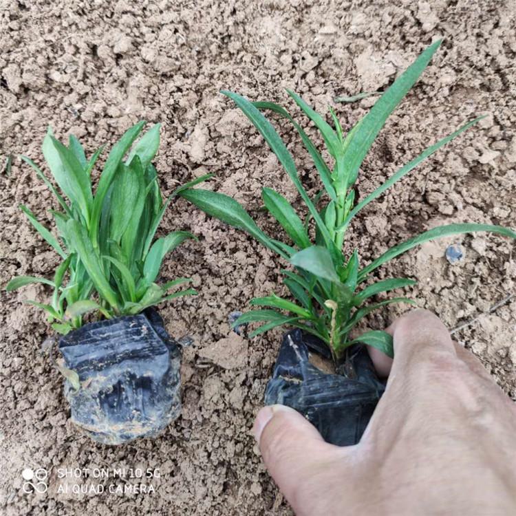 荷兰菊花坛盆栽 基地直发  量大从优