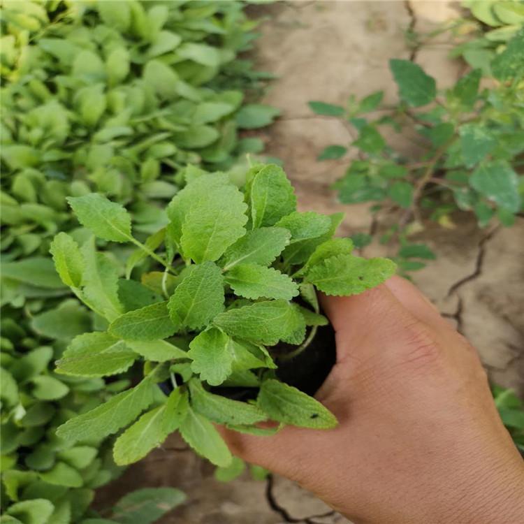 宿根鼠尾草种植销售  地被鼠尾草价格