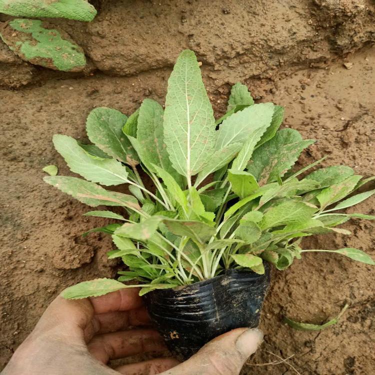 宿根鼠尾草供应商  地被鼠尾草价格