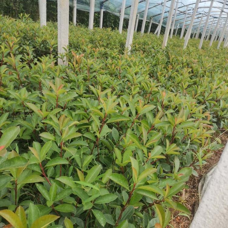 绿化苗木红叶石楠基地供应   红叶石楠苗价格