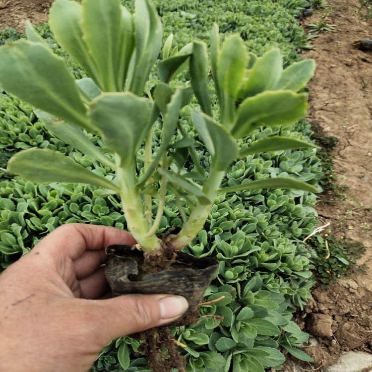 绿化植物 八宝景天  八宝景天苗圃直发  保质保量