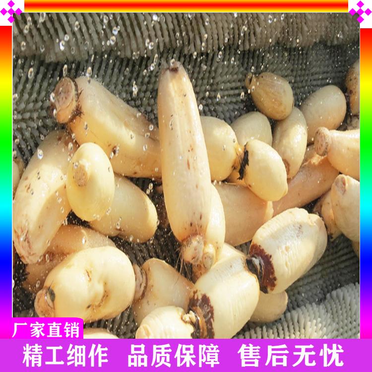 平行毛辊清洗机 土豆清洗去皮机 全自动鲜姜毛辊去皮清洗机 生姜加工设备
