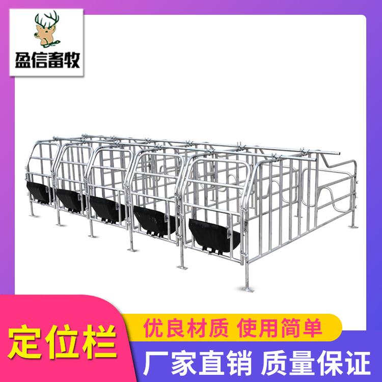 盈信畜牧   猪用定位栏批发