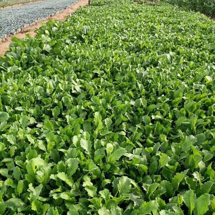 大滨菊种植基地 大滨菊行情  绿化苗木