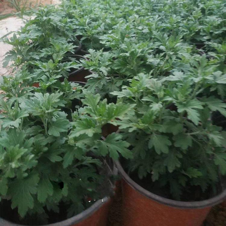 国庆菊种植基地   国庆菊种植基地  国庆菊种植