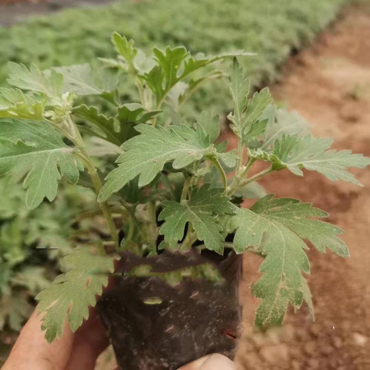 十月一国庆菊   国庆菊盆栽  国庆菊培育