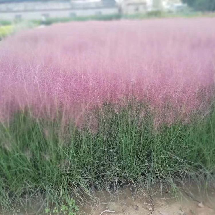粉黛乱子草 粉黛乱子草花海  花海粉黛乱子草价格