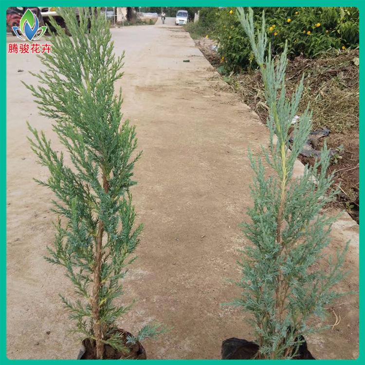 沙地柏价格 山东沙地柏供应商 沙地柏种植基地 沙地柏大量供应