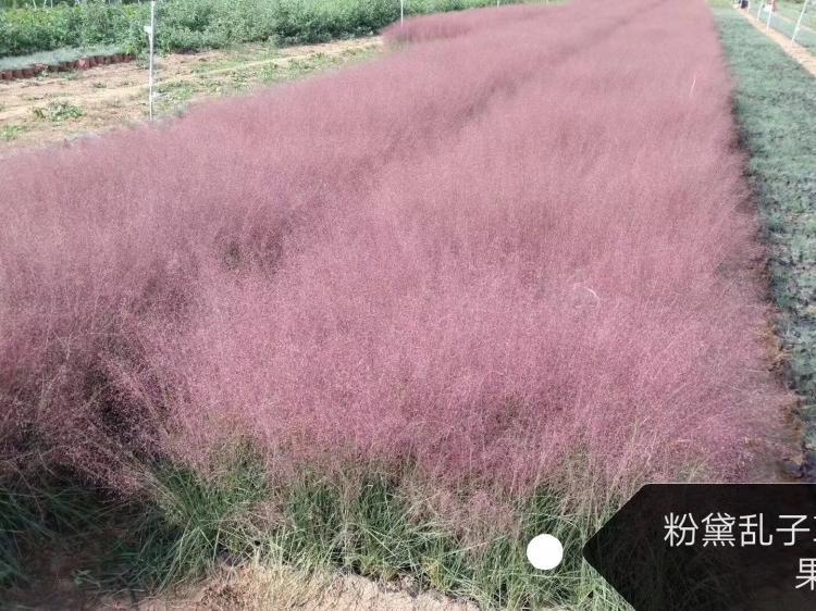 大量销售粉黛乱子草 长期供应