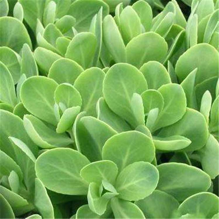 八宝景天营养杯苗成活率高  腾骏花卉直供