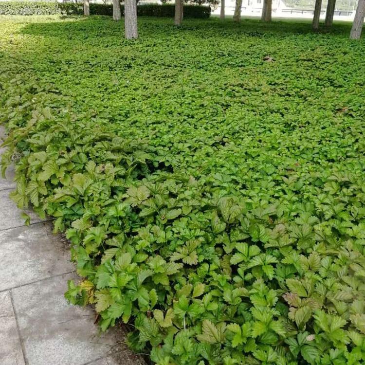 三叶委陵菜供应商 山东三叶委陵菜价格 三叶委陵菜种植基地
