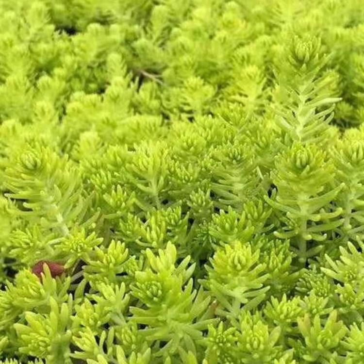 佛甲草价格 金叶佛甲草报价 山东佛甲草种植 金叶佛甲草供应