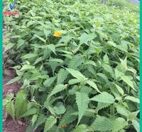棣棠种植基地 山东棣棠报价 棣棠大量批发 腾骏花卉