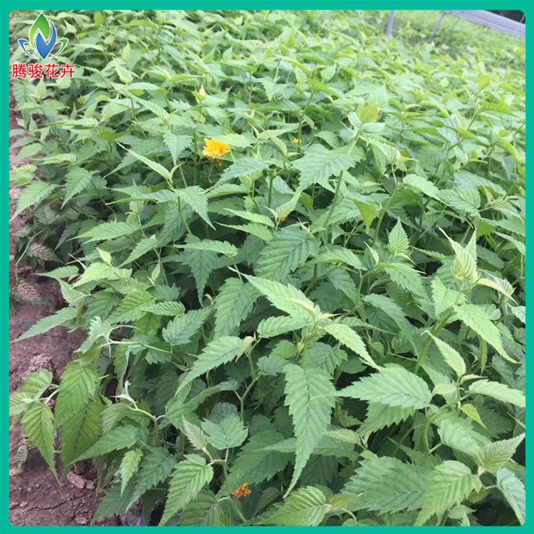 棣棠大量供应 棣棠批发价格 山东棣棠种植基地 腾骏花卉