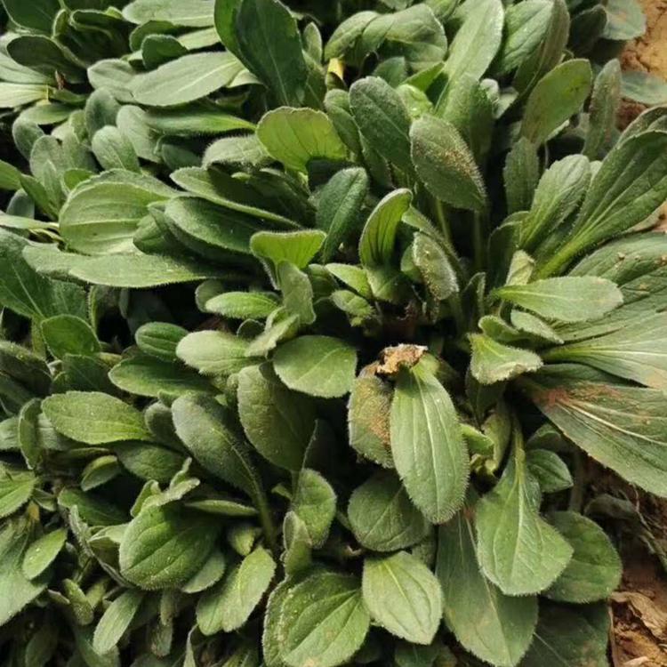 直销鼠尾草小苗 鼠尾草种植基地 基地直销优良鼠尾草