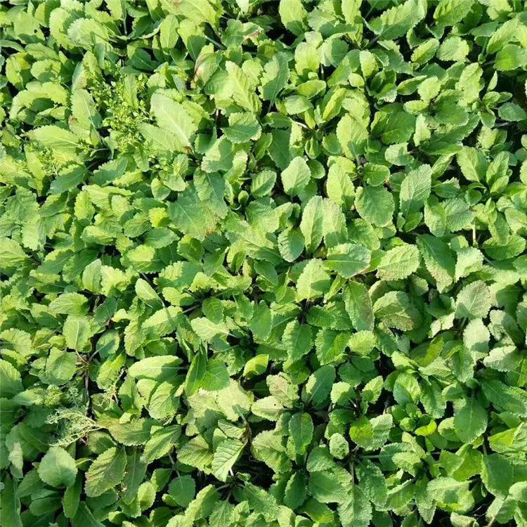 青州鼠尾草基地 鼠尾草批发 鼠尾草苗圃直供