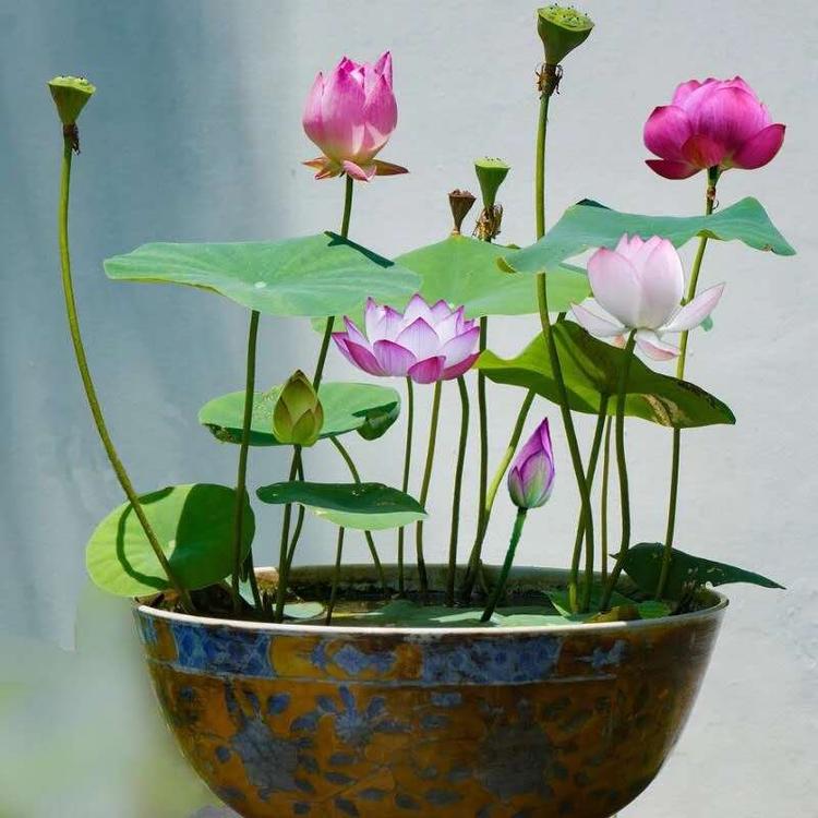 睡莲价格 山东睡莲种植基地 睡莲供应