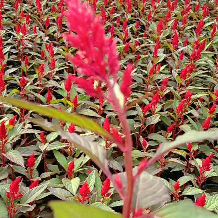 一串红苗 一串红种植基地 一串红苗圃直供