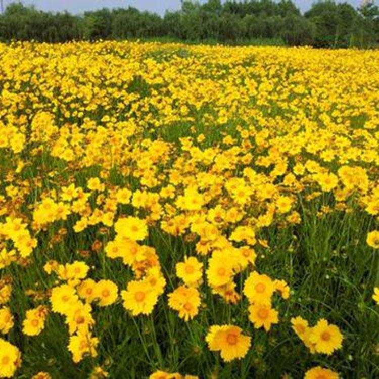 青州大花金鸡菊批发基地   金鸡菊价格优惠