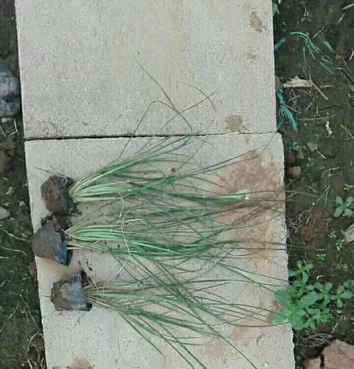 大量批发狼尾草 出售狼尾草