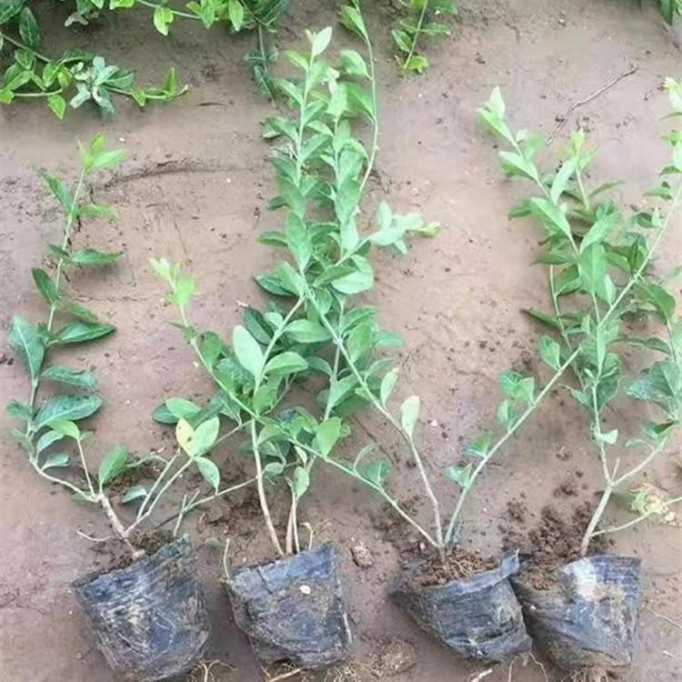 腾骏基地直销 胶东卫矛 胶东卫矛小苗 20-40公分高胶东卫矛