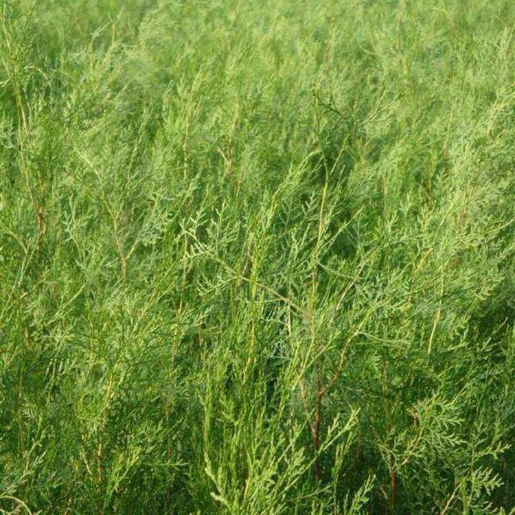 侧柏 侧柏供应 侧柏种植基地 侧柏大量批发