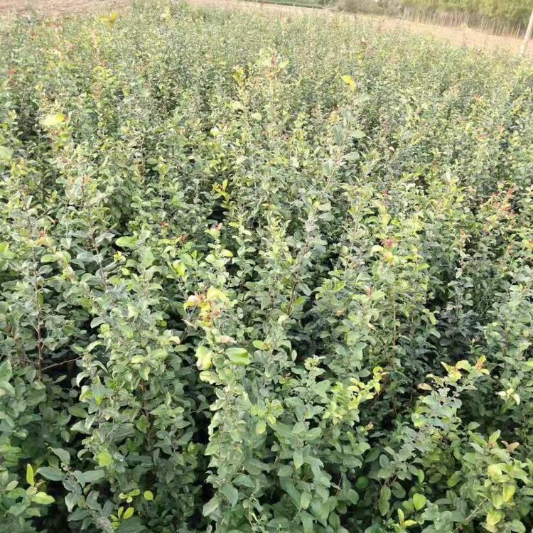 贴梗海棠 贴梗海棠种植基地 腾骏观赏用开花苗木