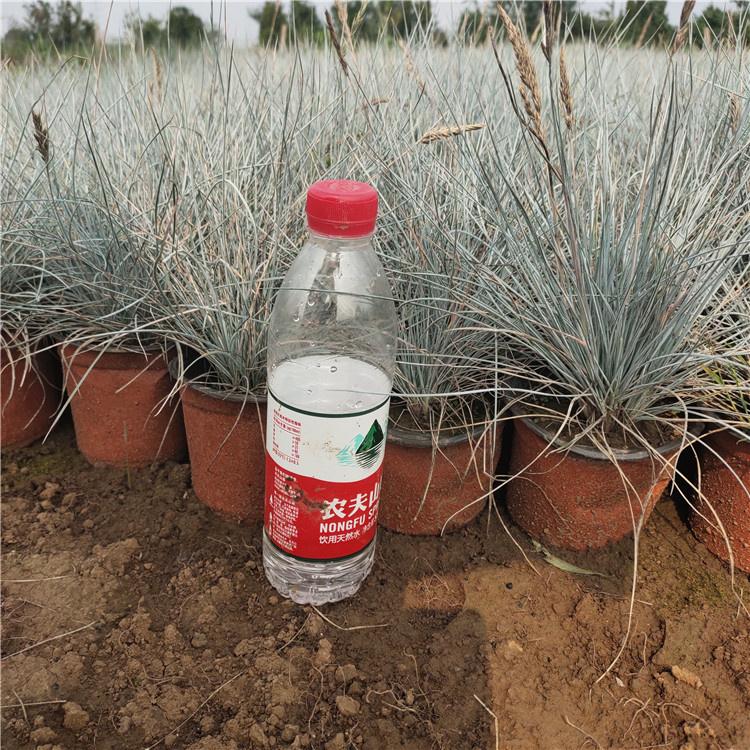 蓝羊茅培育基地 基地种植 山东绿化蓝羊茅