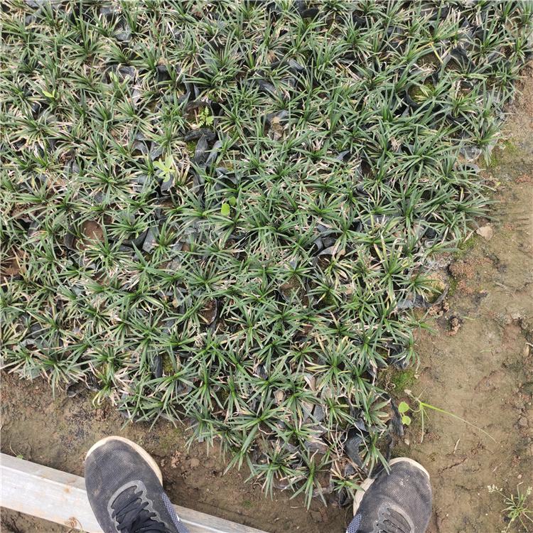 好苗出售 玉龙草 山东观赏草 日本矮麦冬基地