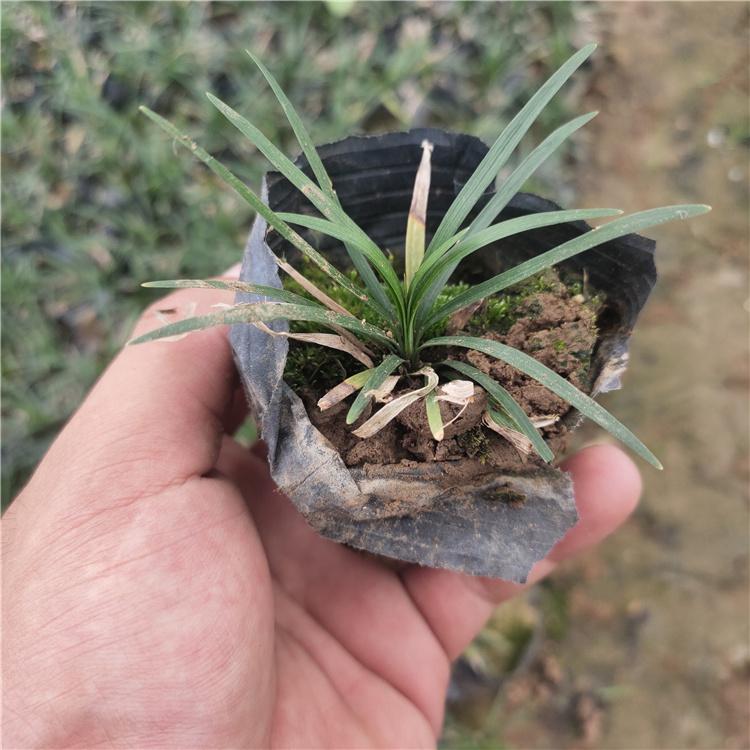 好苗出售 玉龙草 山东观赏草 日本矮麦冬价格