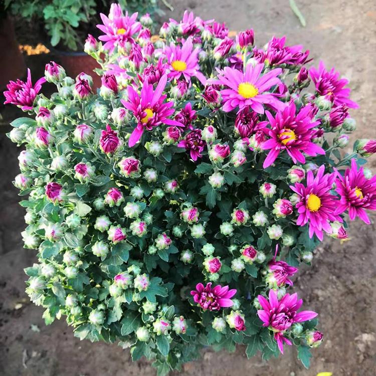造型花卉  千头菊种植基地【鑫杰花卉】规格齐全 订购报价