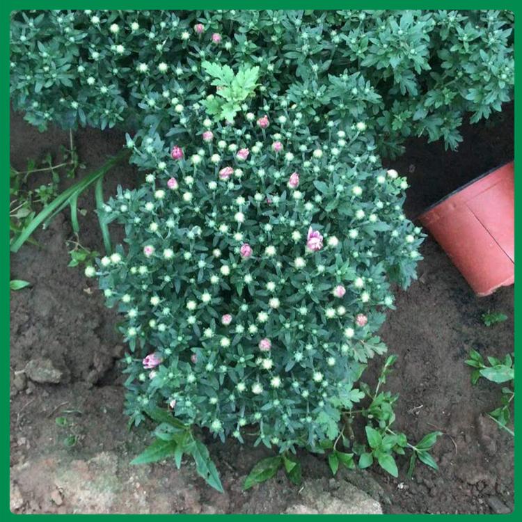 国庆菊培育 优价出售菊花盆栽