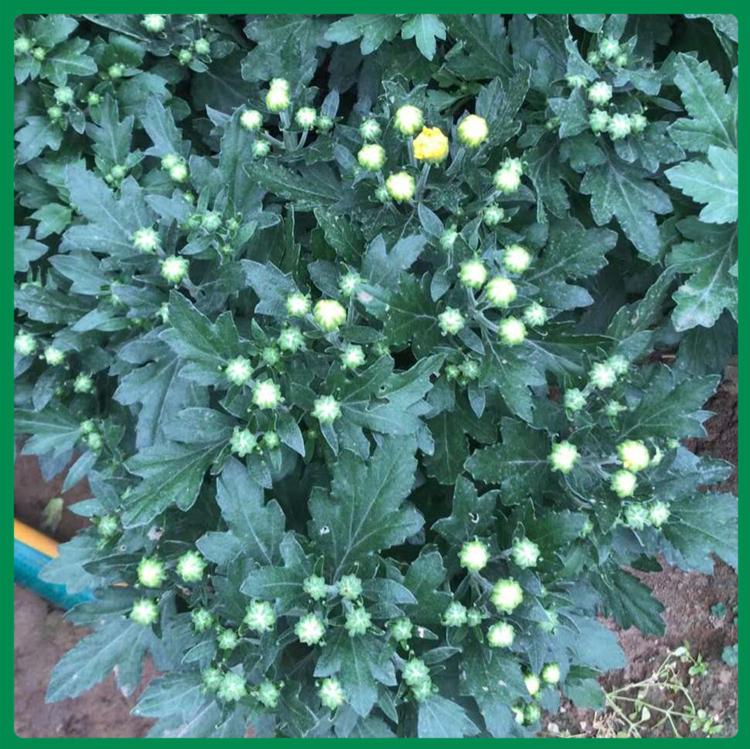 千头菊种植基地 基地出售千头菊