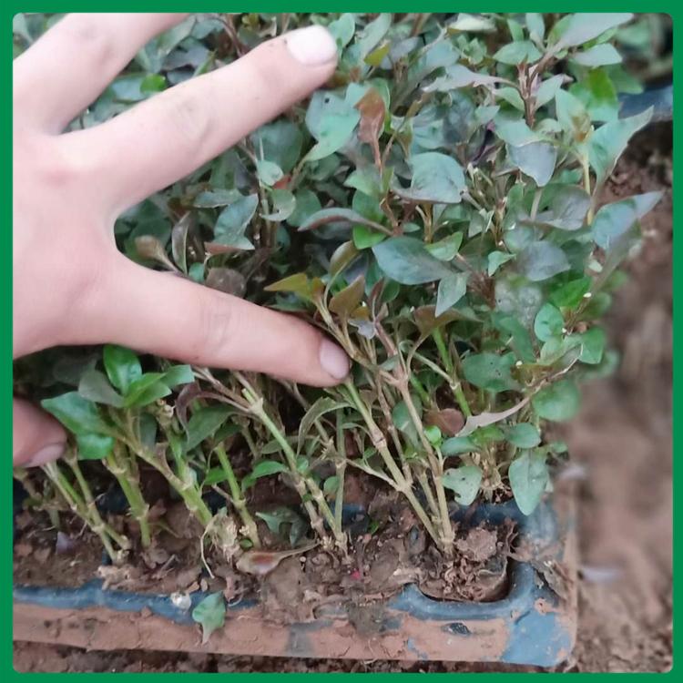 五色草绿化苗 五色草种植 五色草出售