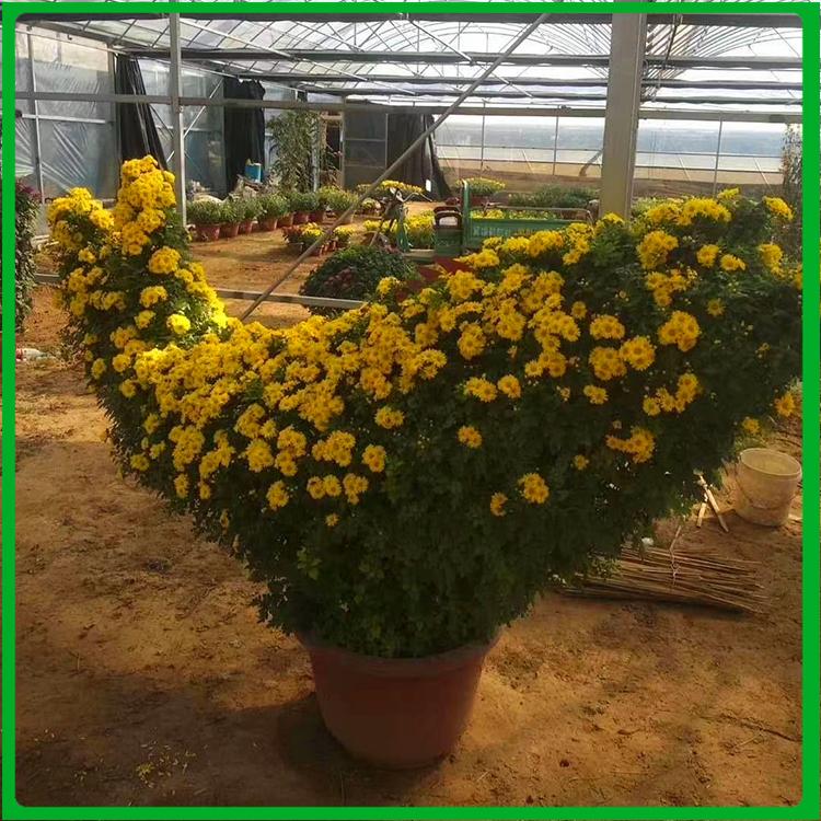菊花直销 价格从优 山东带花苞盆栽菊花