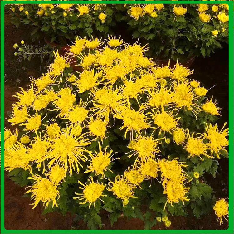 菊花培育基地 大量批发 青州带花苞盆栽菊花