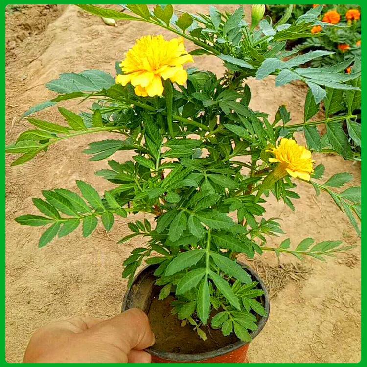 孔雀草 基地供应 山东宿根草花基地 孔雀草种植基地