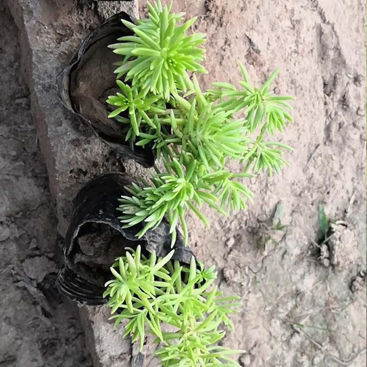 佛甲草种植基地  佛甲草供应商 金叶佛甲草价格  金叶佛甲草培育