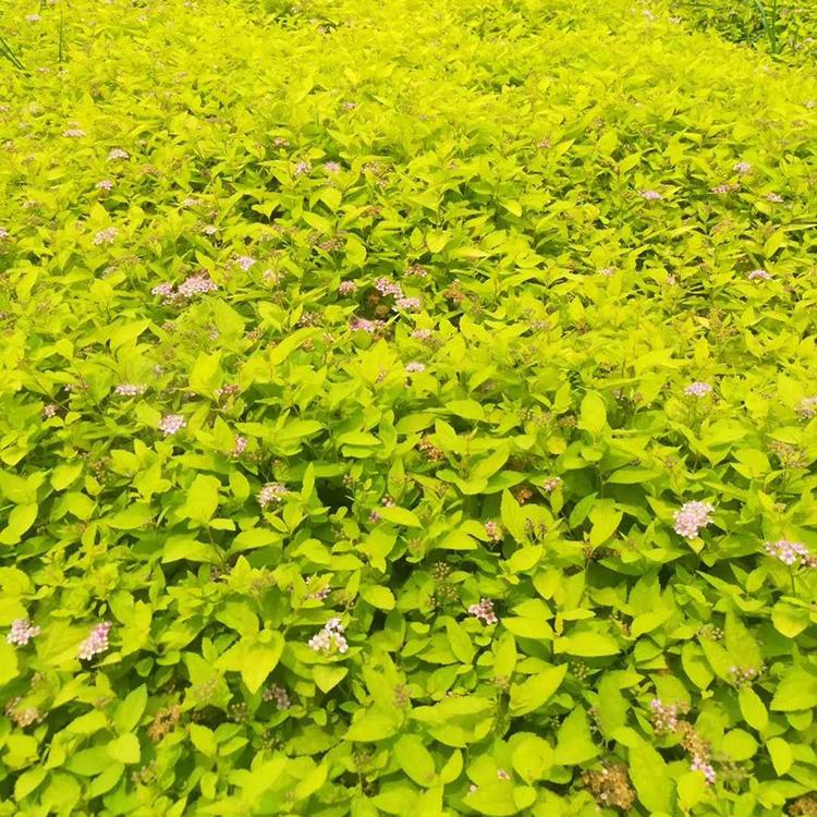 金山绣线菊种植基地  金山绣线菊价格  青州金山绣线菊