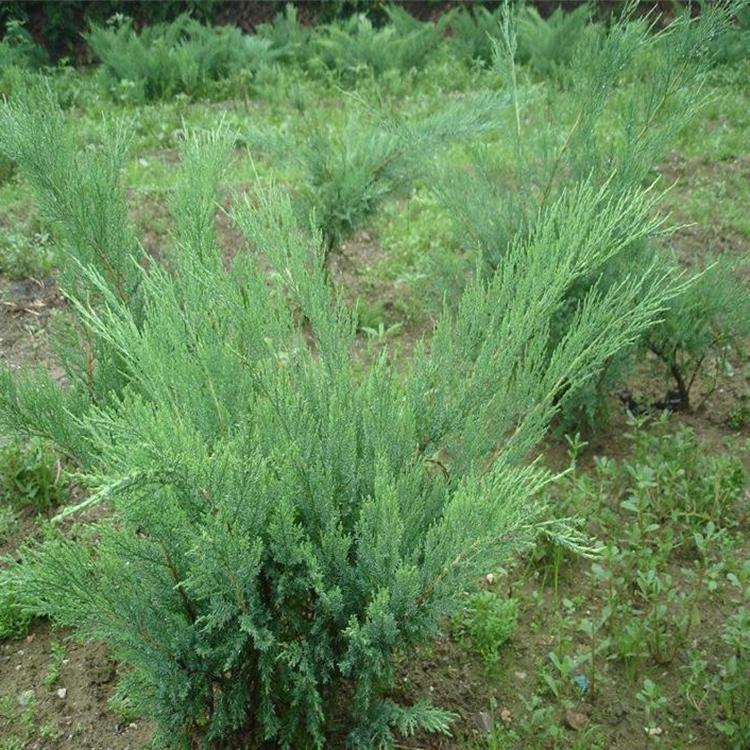 沙地柏苗大量供应 规格齐全 山东绿化工程苗木 启诺花卉