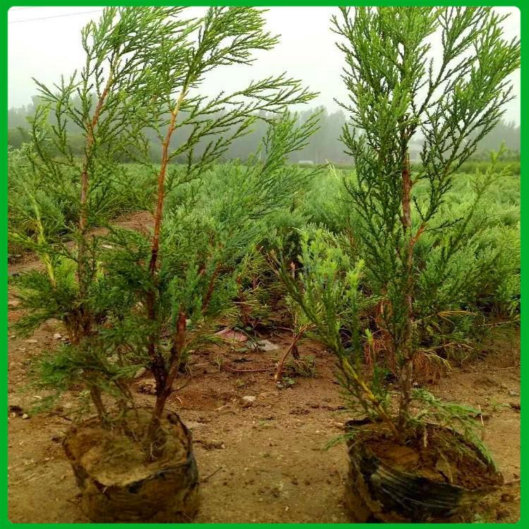 沙地柏种植基地 基地供应 青州沙地柏