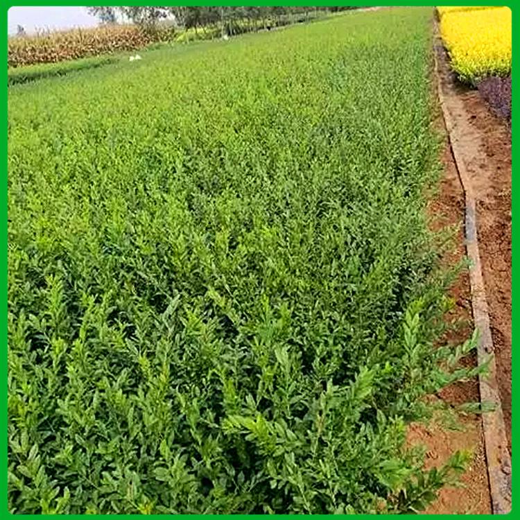 基地种植 绿化用水腊 山东绿化苗