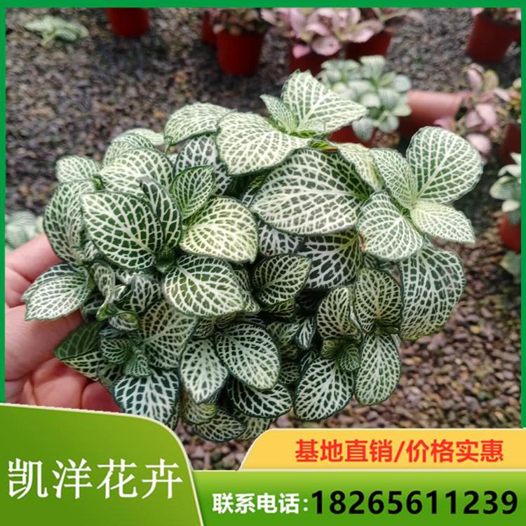 多年生网纹草 基地培育网纹草 网纹草基地